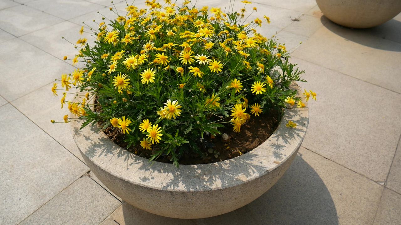 阳光清风黄金菊花坛