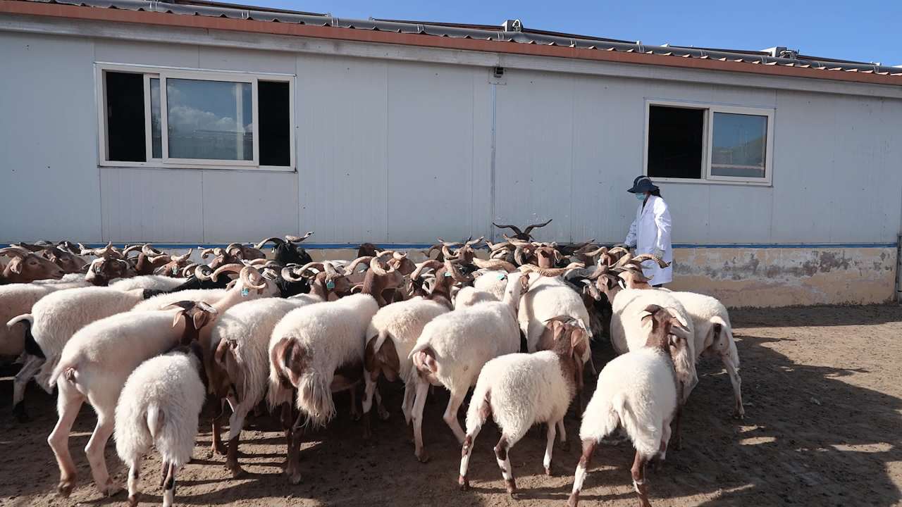 兽医团队给羊群做防疫