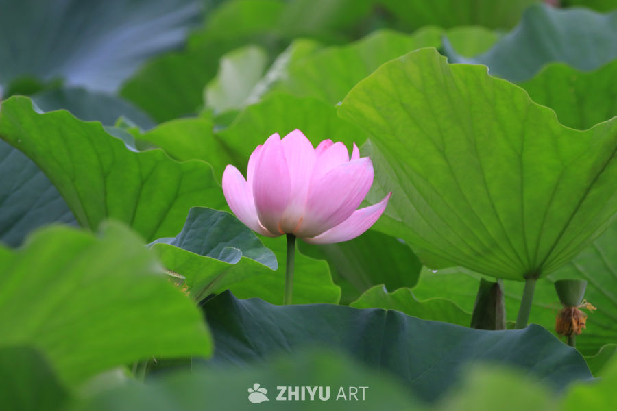 荷花 128