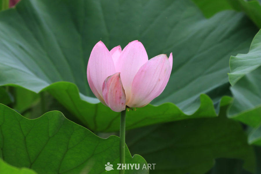 荷花 126
