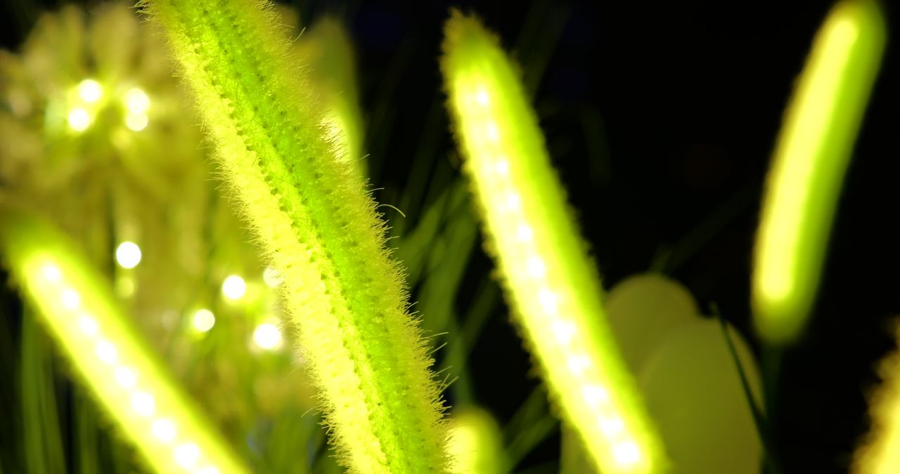 荧光植物的夜晚