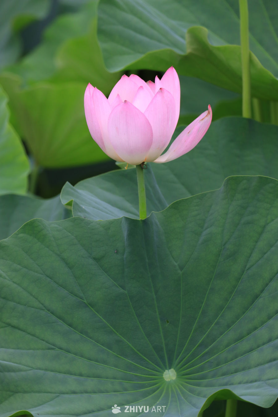 荷花 51