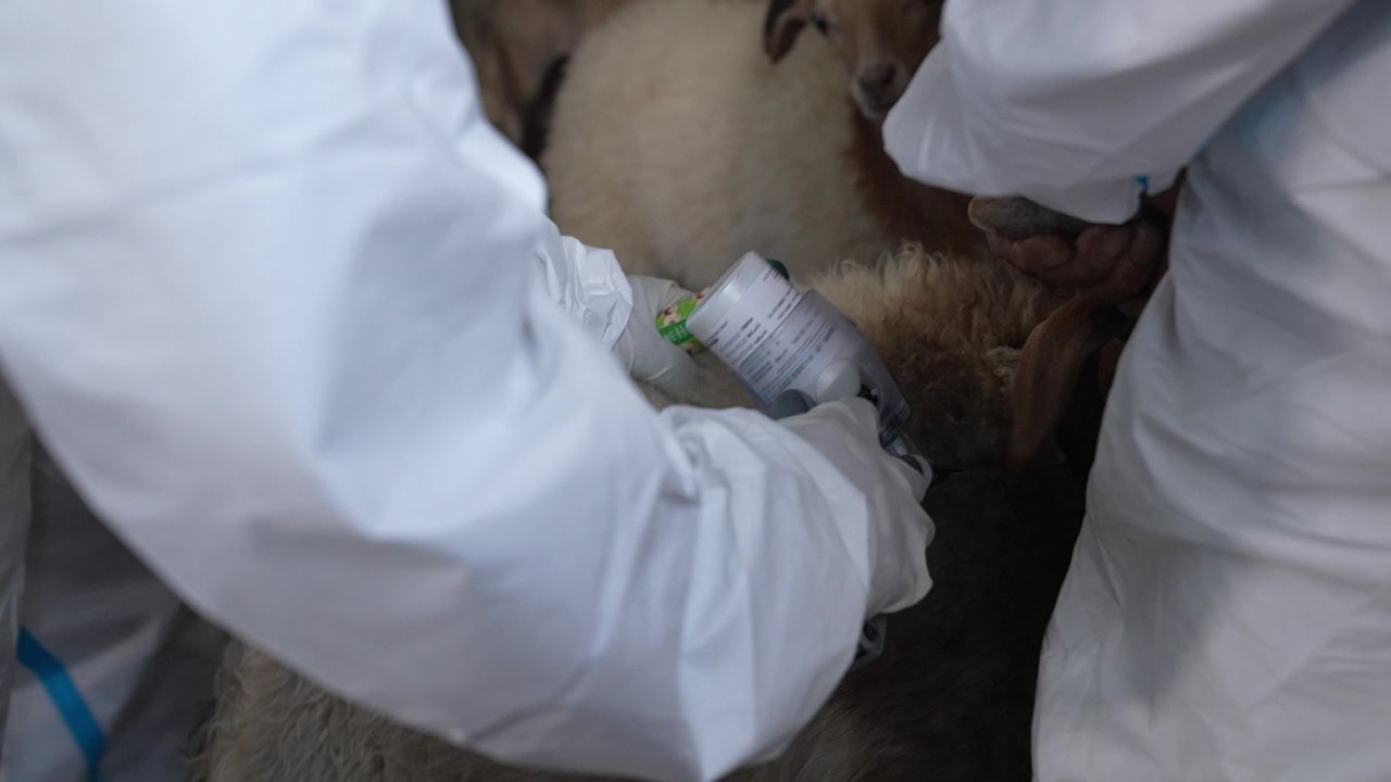 山羊养殖防疫工作