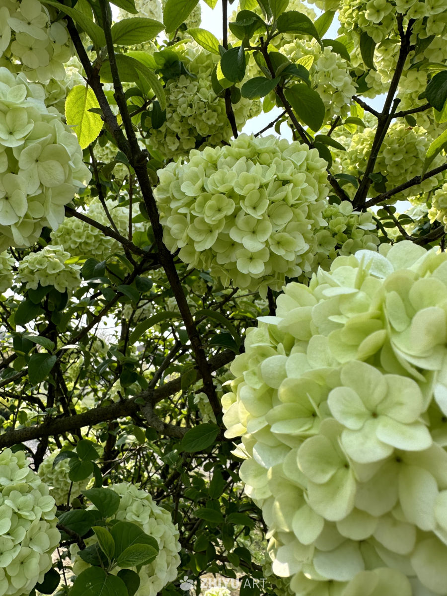 满枝绣球花