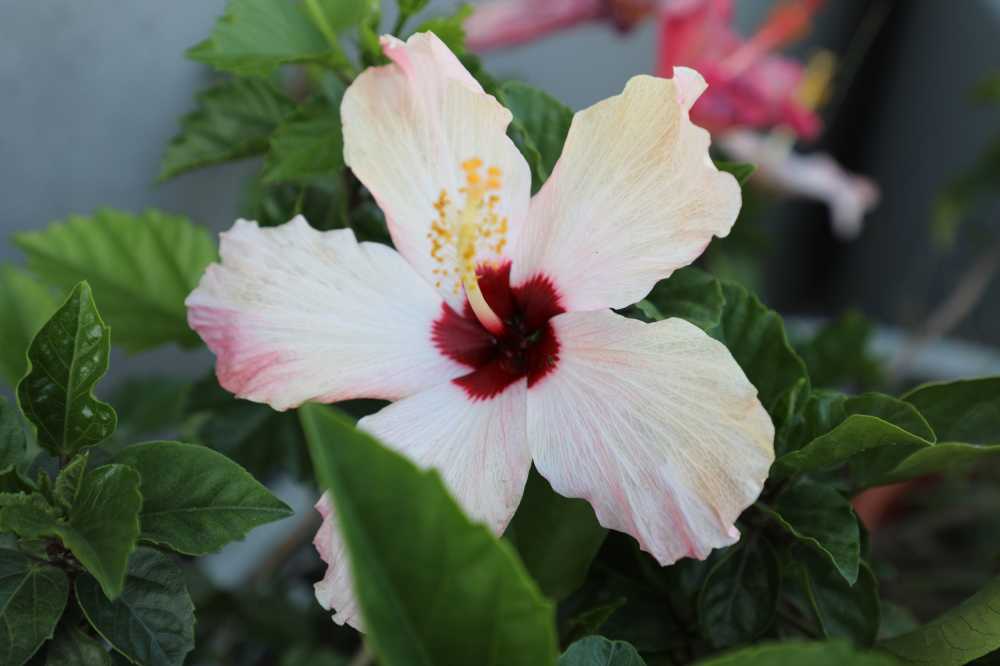 白花
