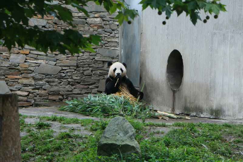 动物园熊猫 14