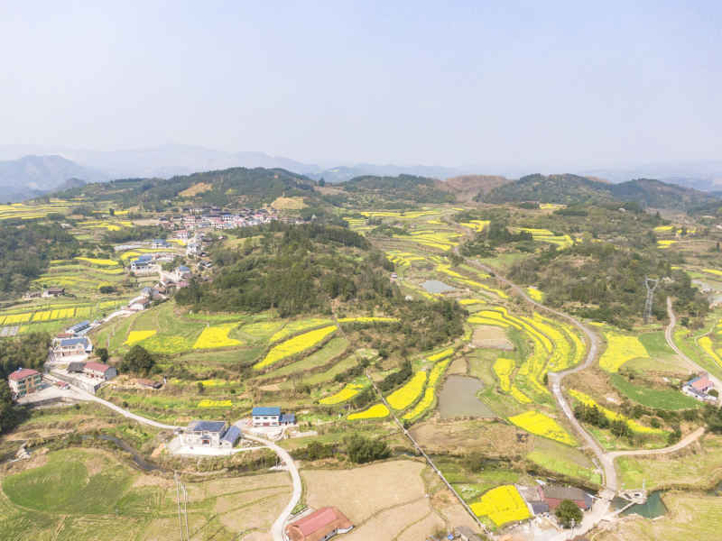 美丽乡村金黄油菜花盛开航拍摄影图 
