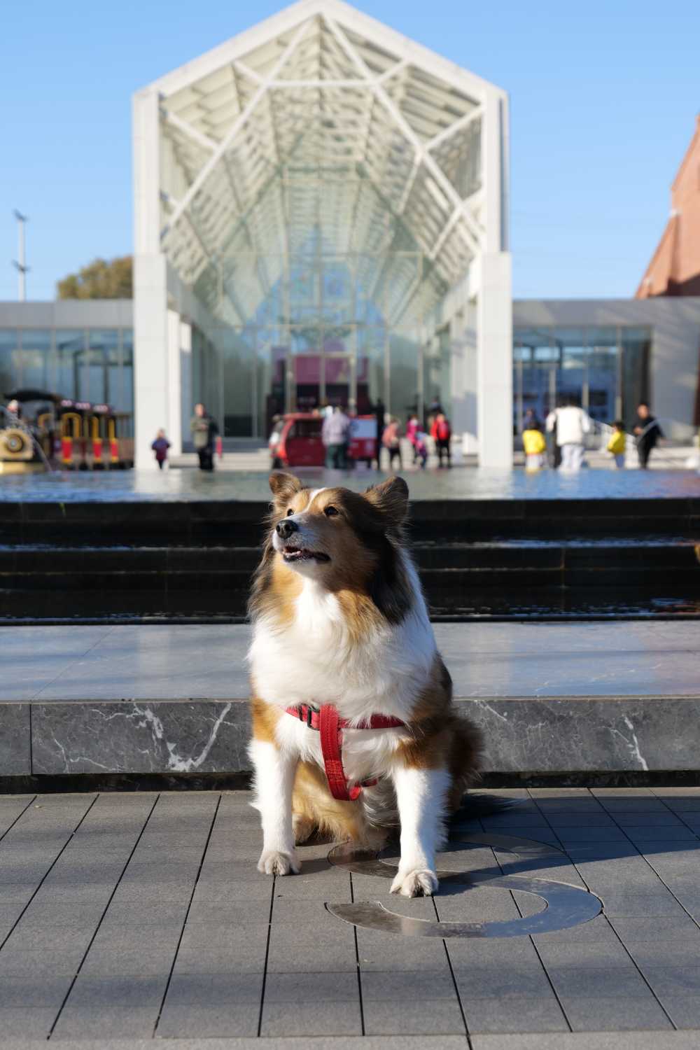 喜乐蒂牧羊犬