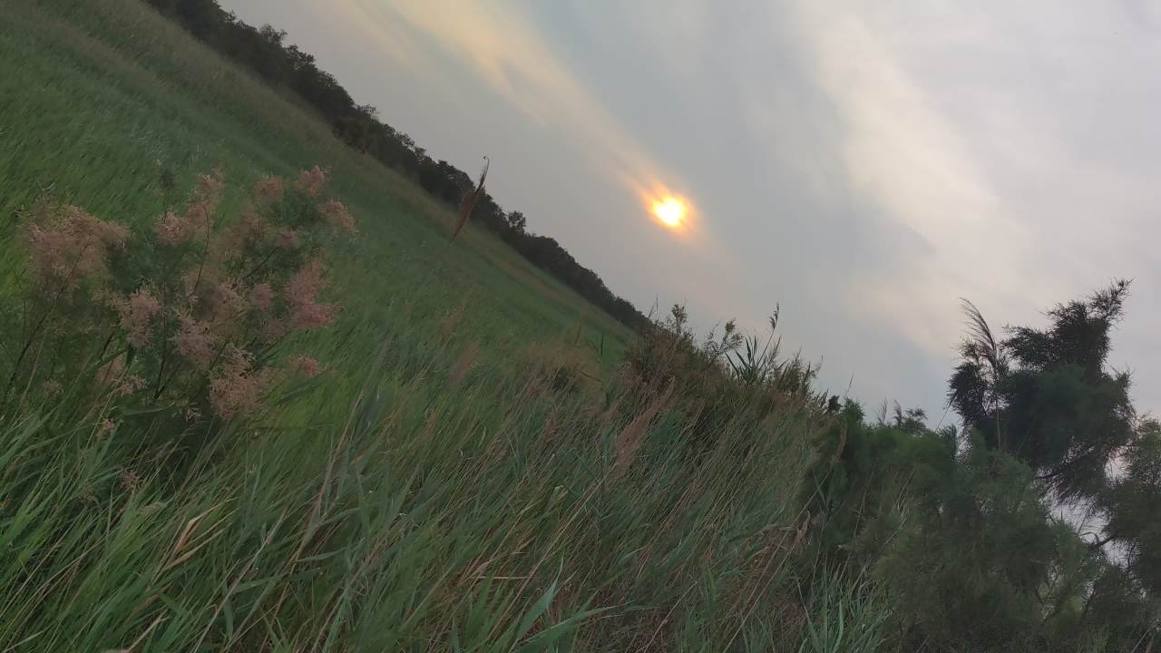湿地 20
