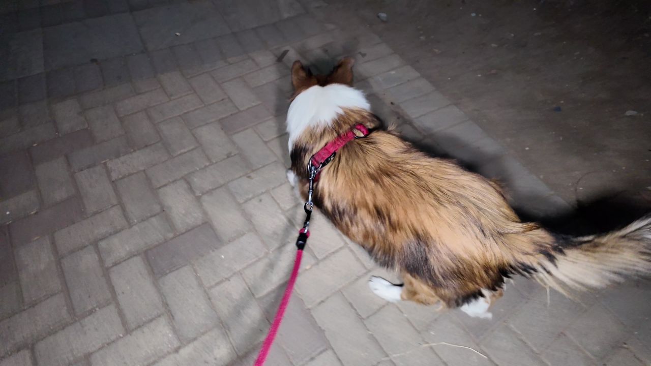 夜晚遛狗 2
