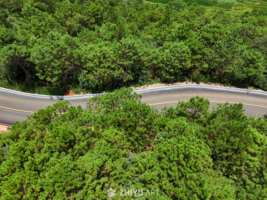 森林中的蜿蜒公路
