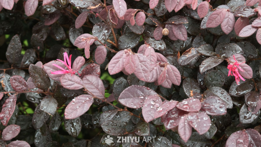 雨后紫叶植物