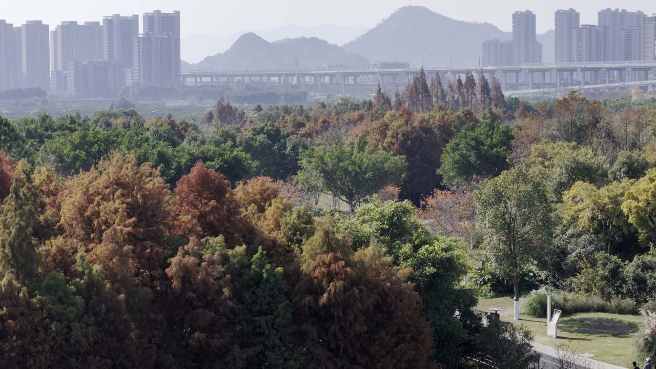 湿地红杉 25