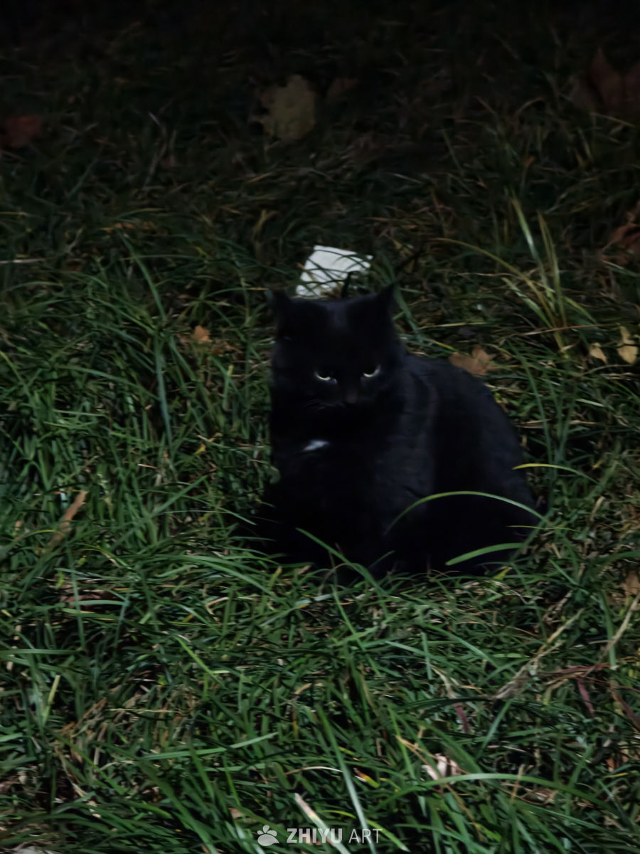 夜草丛中的黑猫