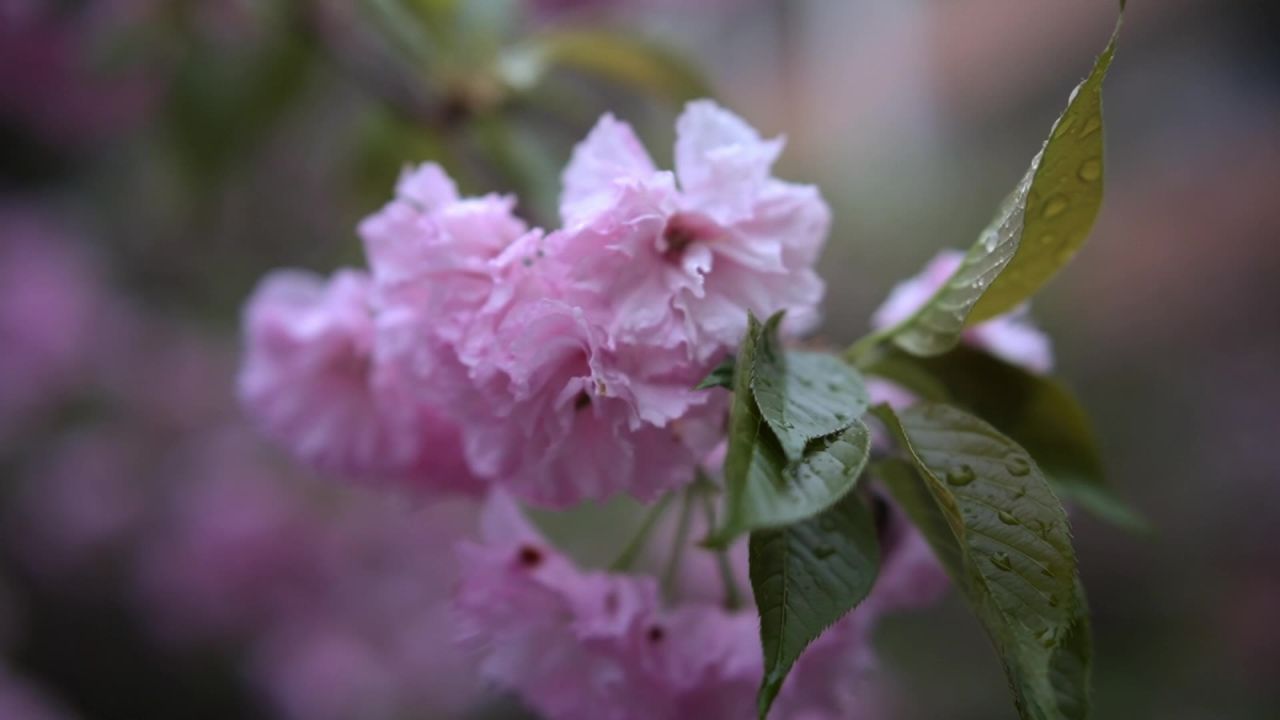 雨后晚樱