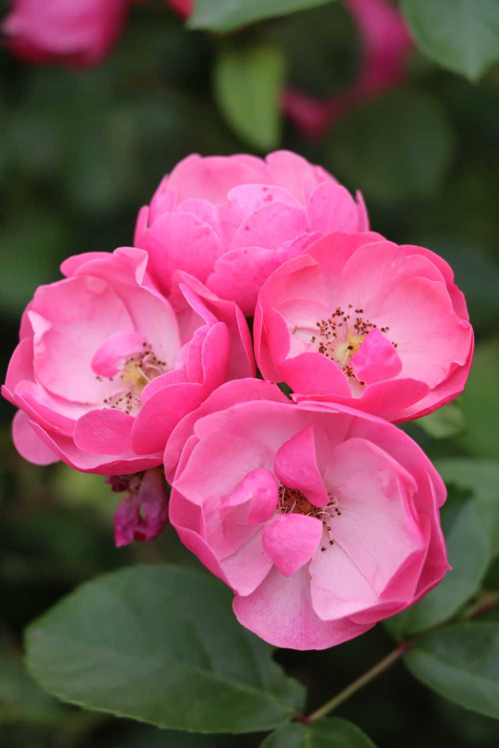 校园之内盛开的杜鹃花