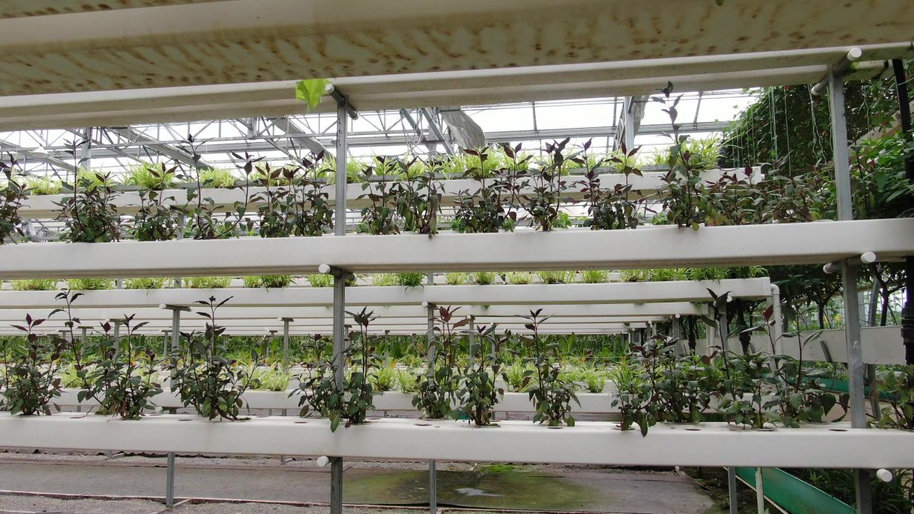 农业种植大棚有机蔬菜 