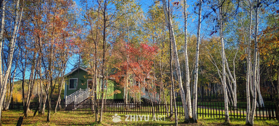 彩林绕舍 白桦染韵