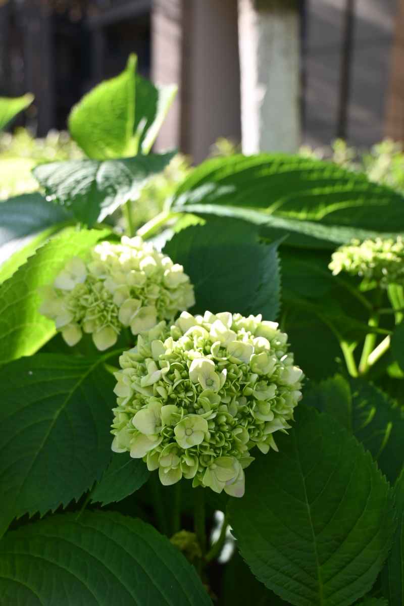 绣球花 11
