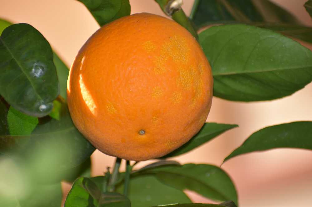 橙色水果桔子柑橘