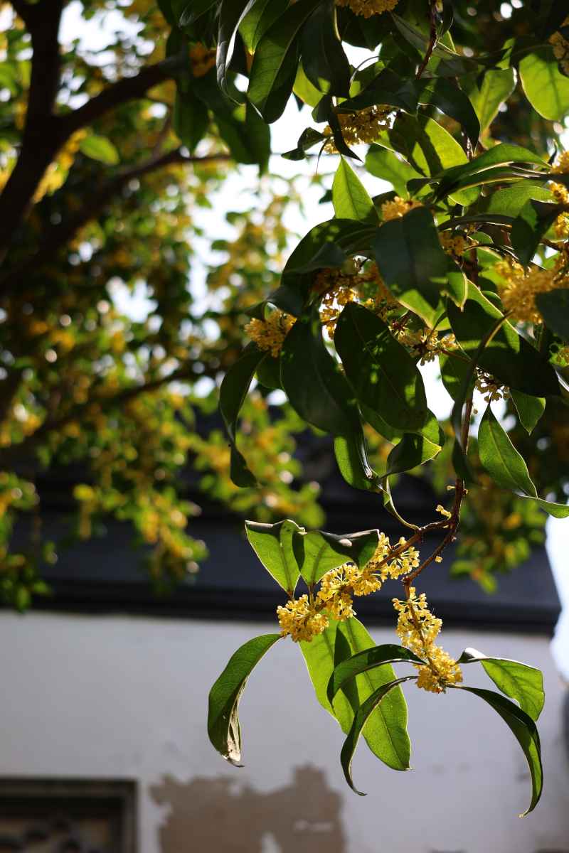 桂花