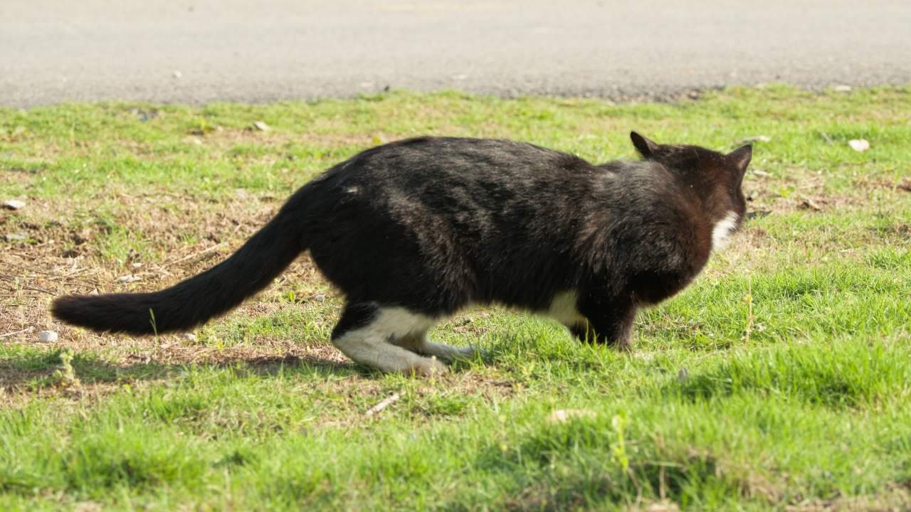 公园的小猫咪流浪猫 1