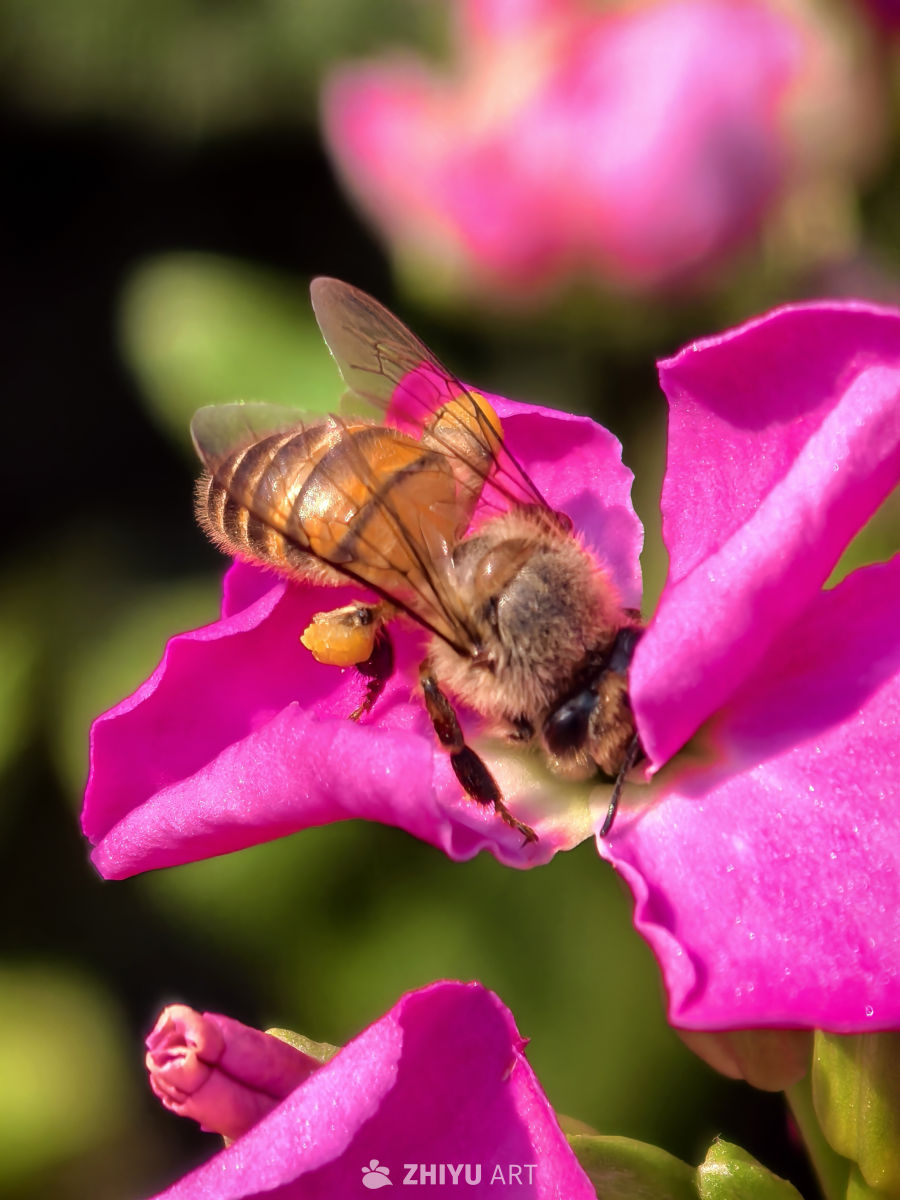 忙于采集的蜜蜂，无暇在人前高谈阔论。