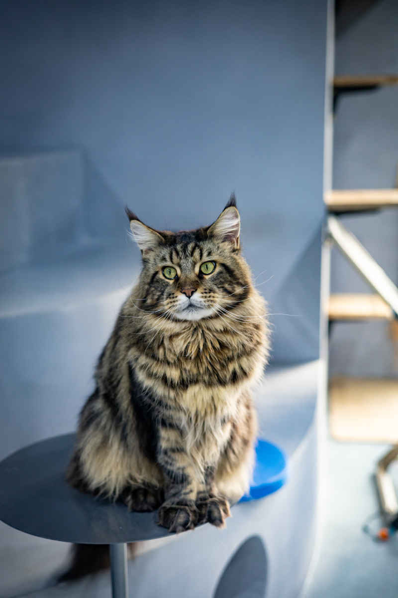 缅因猫