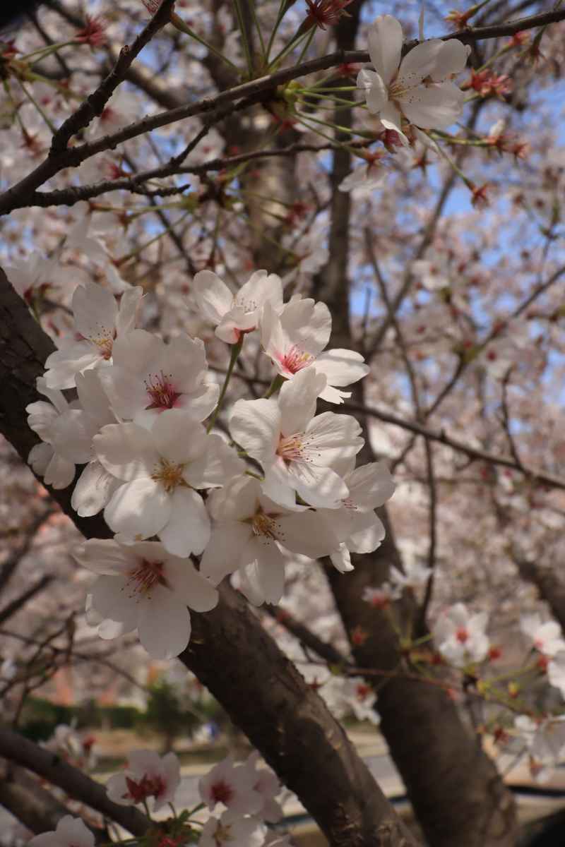 春日美好校园随拍 11