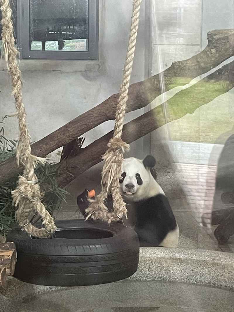 秦岭一路 大熊猫吃零食2