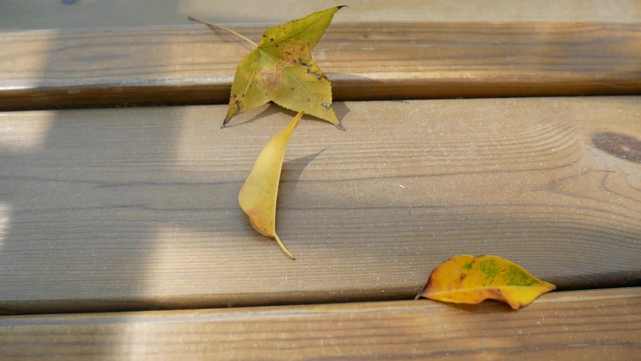 木栈道上的树叶