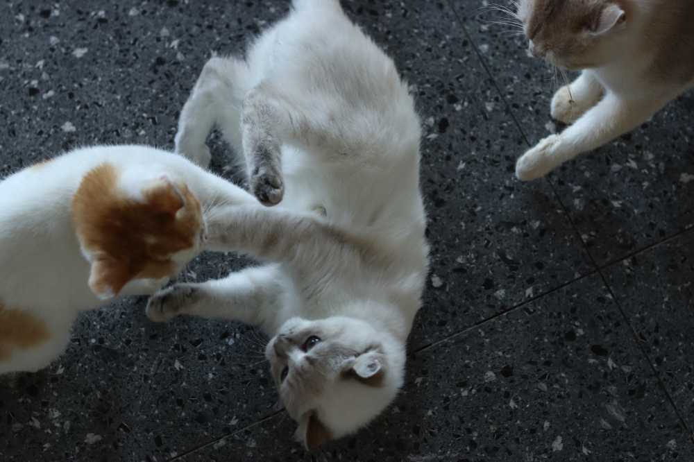 猫