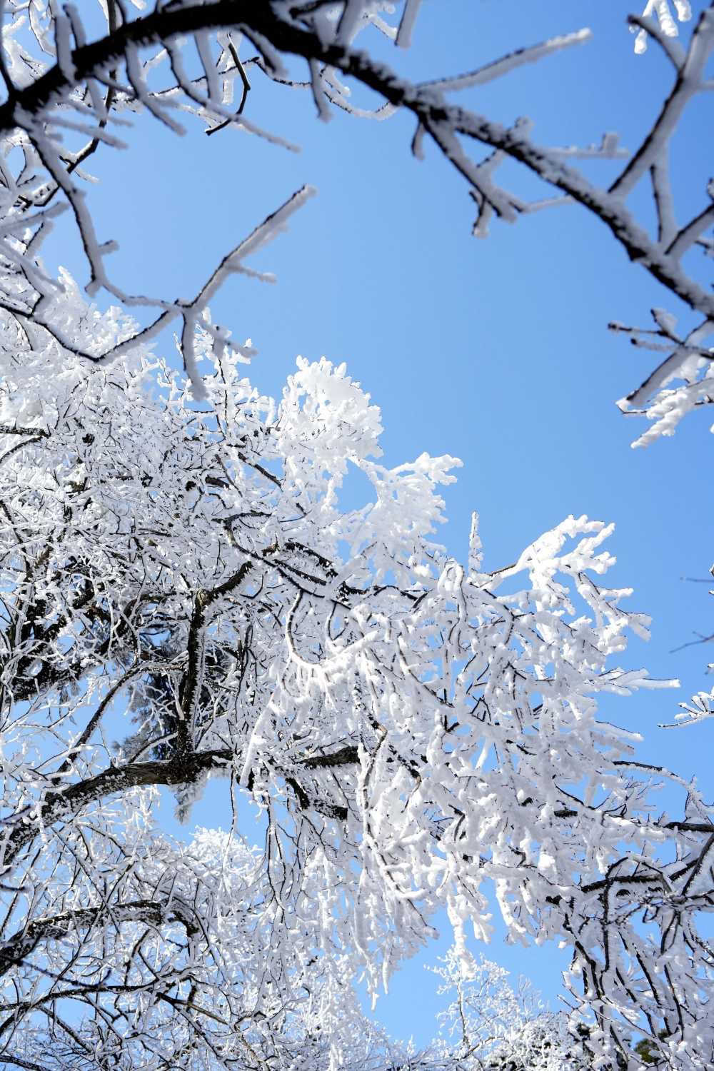 雪落黄山，雾凇云海——雪篇