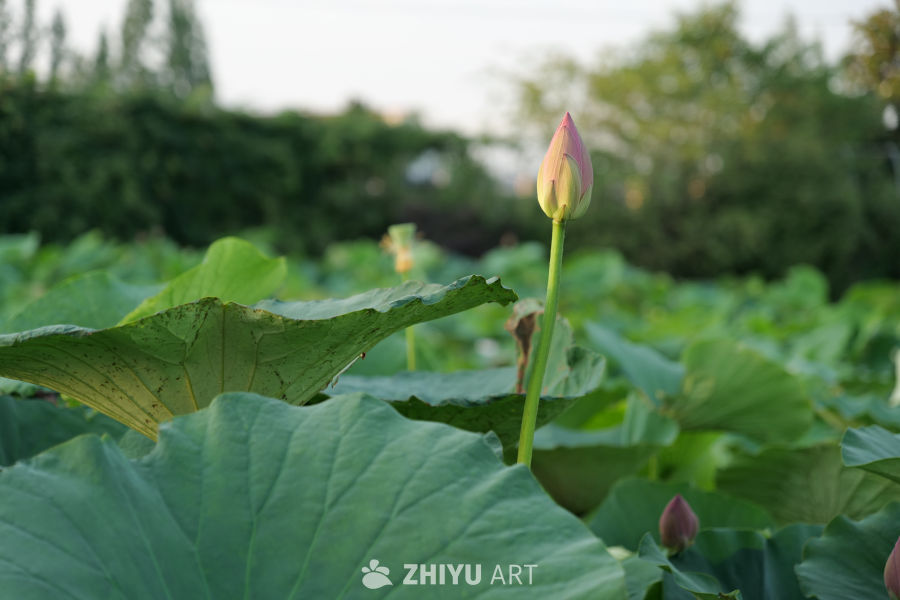 荷花 9