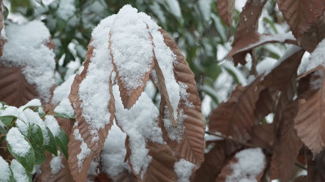下雪枯叶慢镜头升格4K实拍空镜