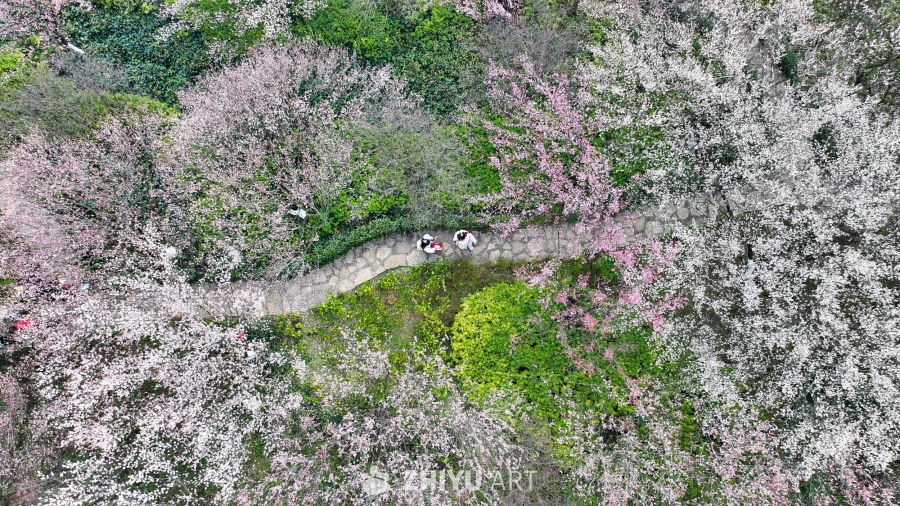 盛开的梅花  大美自然风景 7