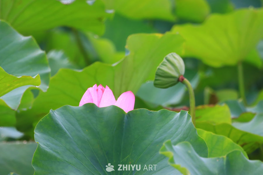 盛夏荷花 57