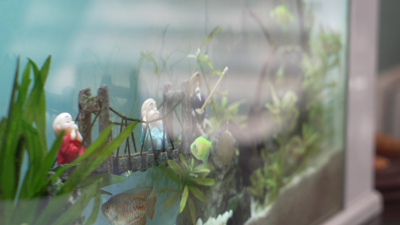 水族鱼缸景观 4