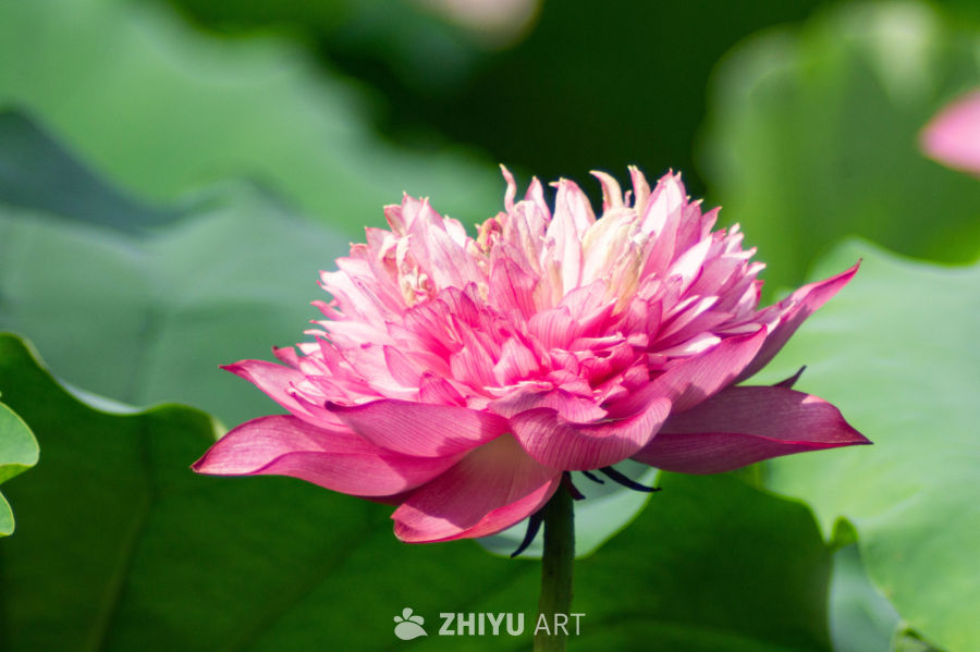 荷花 1