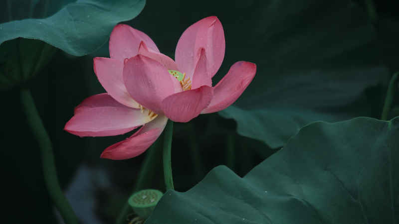 荷花 2