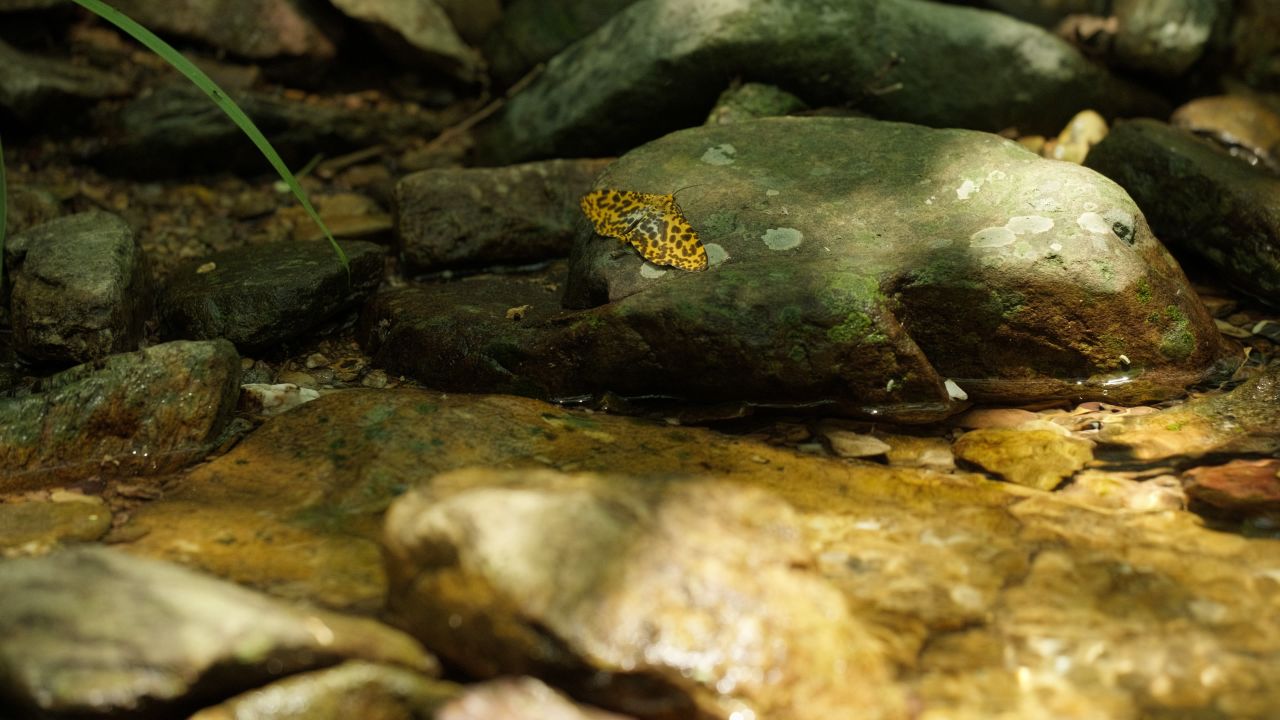 清澈山泉水温泉矿泉水小溪山涧 12