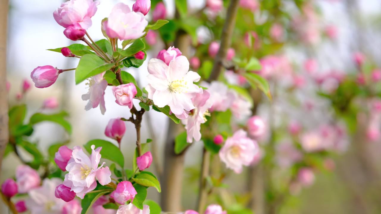 花 11