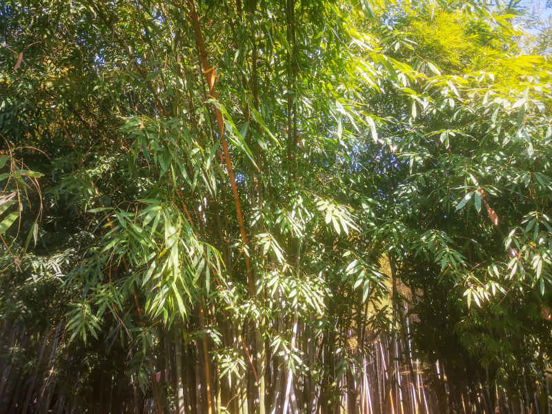 竹林竹叶植物摄影图 