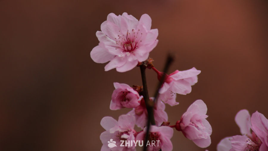 粉嫩樱花绽放春意