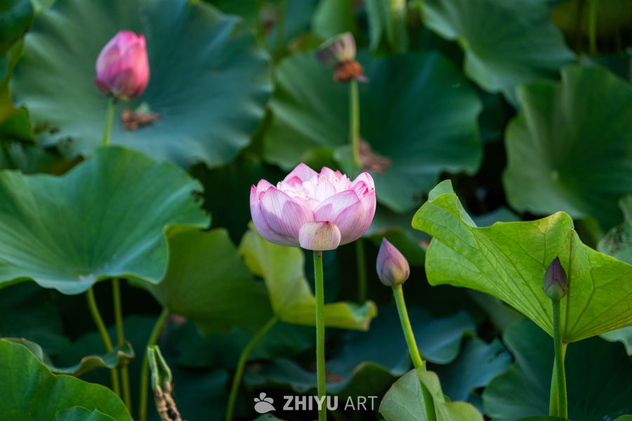 古楼荷花 47