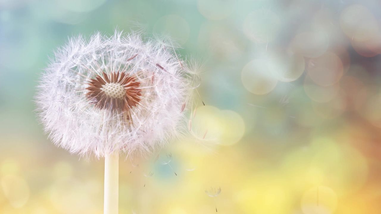 小清新蒲公英梦幻粒子led视频素材 31