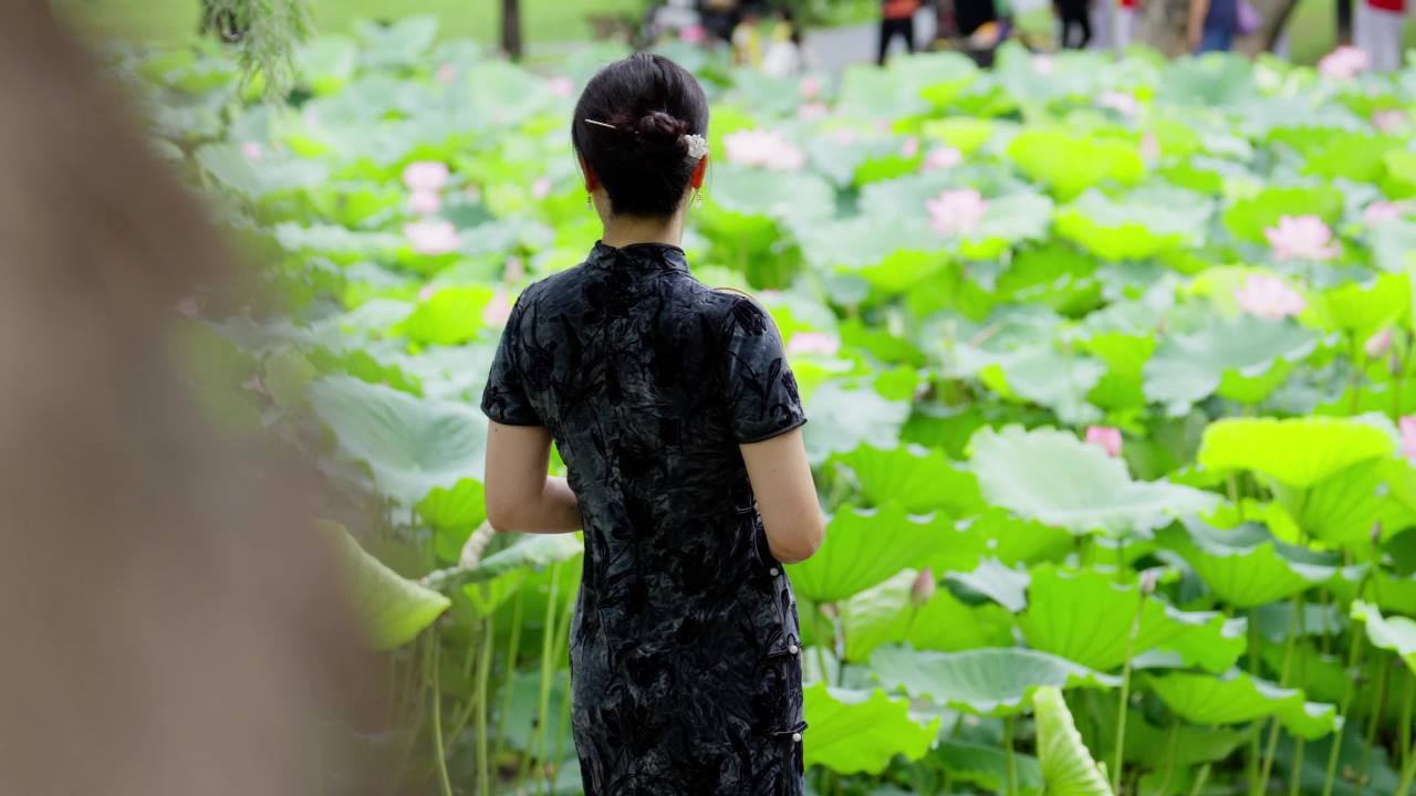 荷花02514288