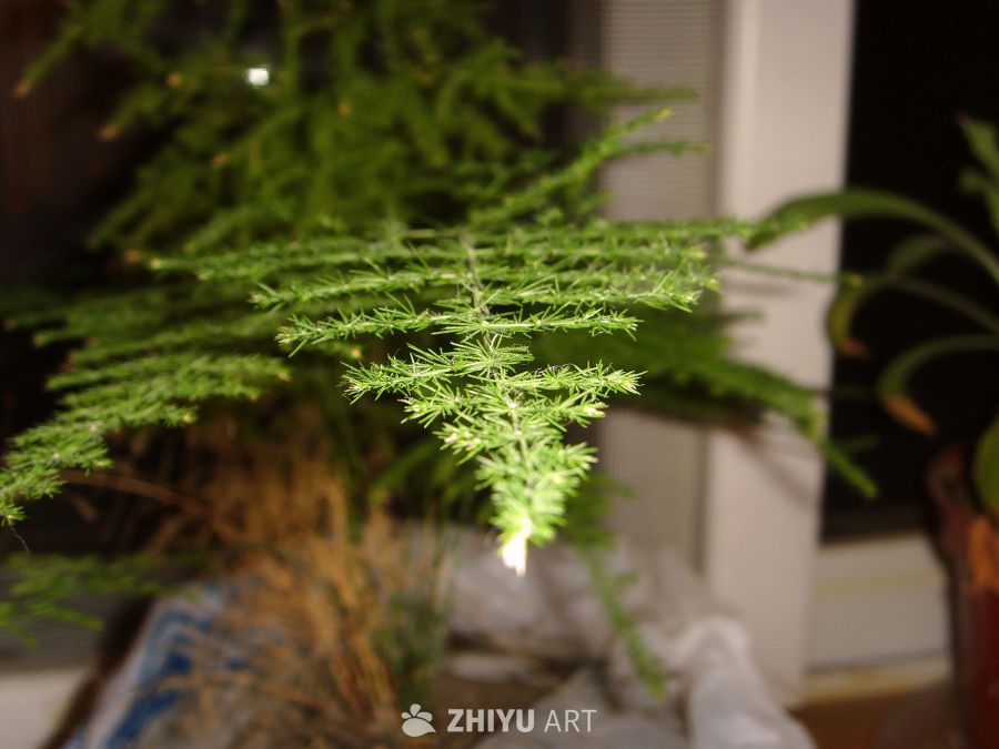 植物，树木 1
