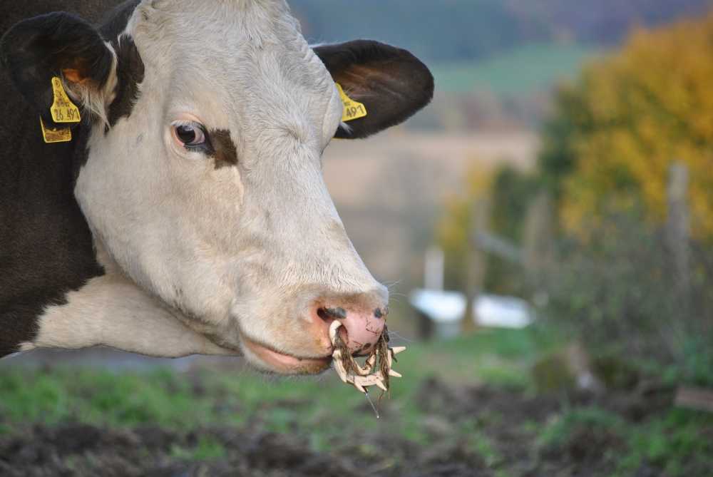 牛动物哺乳动物鼻环