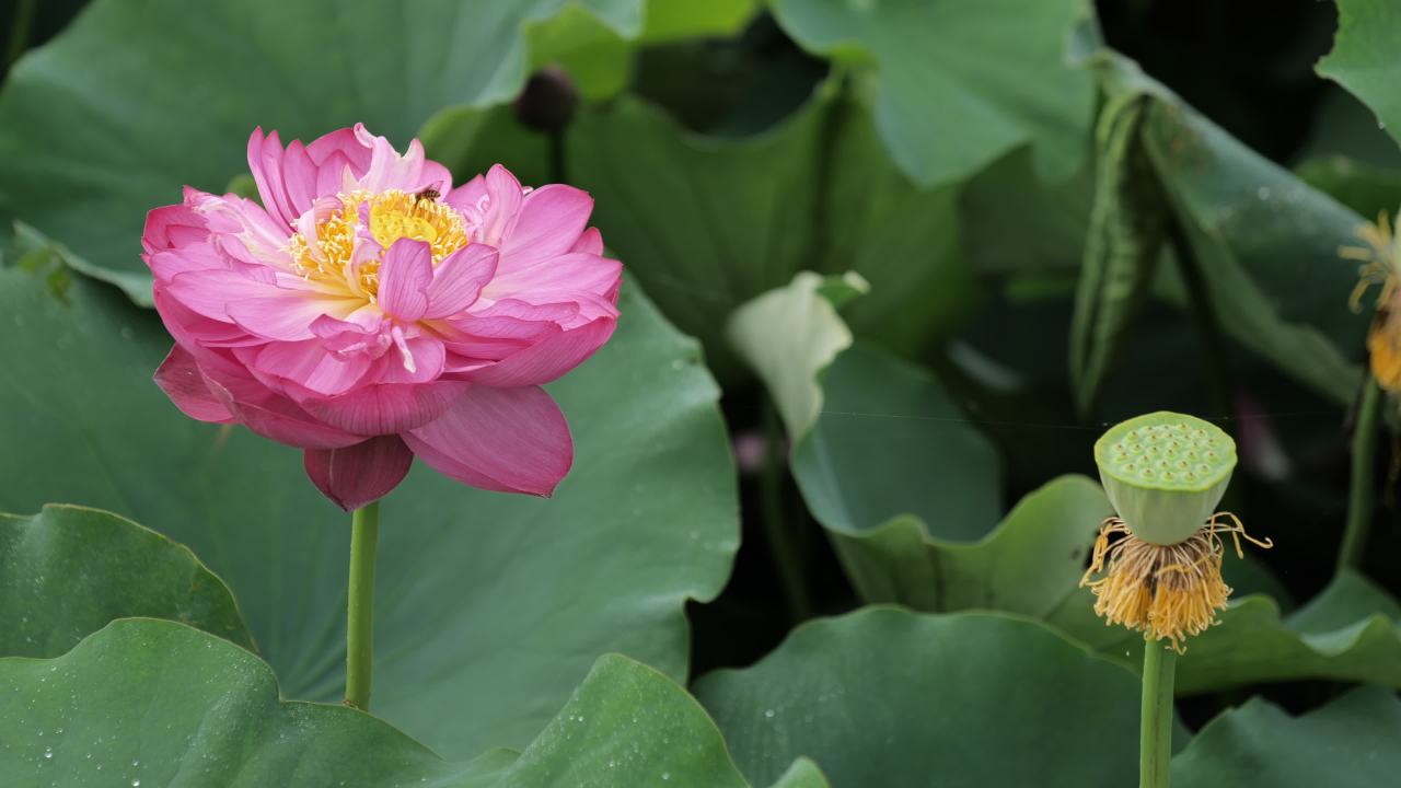 荷花 22